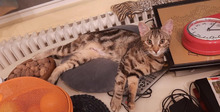 ALBA, Katze, Europäisch Kurzhaar in Bulgarien - Bild 2
