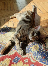 ALBA, Katze, Europäisch Kurzhaar in Bulgarien - Bild 3