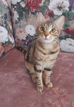 ALBA, Katze, Europäisch Kurzhaar in Bulgarien - Bild 4
