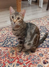ALBA, Katze, Europäisch Kurzhaar in Bulgarien - Bild 5