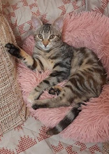ALBA, Katze, Europäisch Kurzhaar in Bulgarien - Bild 6