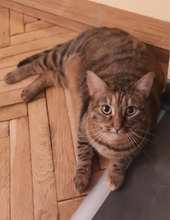 NINES, Katze, Europäisch Kurzhaar in Bulgarien - Bild 3