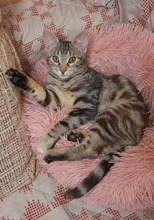 NINES, Katze, Europäisch Kurzhaar in Bulgarien - Bild 4