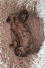 NINES, Katze, Europäisch Kurzhaar in Bulgarien - Bild 5