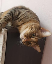 NINES, Katze, Europäisch Kurzhaar in Bulgarien - Bild 6