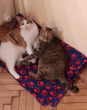 NINES, Katze, Europäisch Kurzhaar in Bulgarien - Bild 7