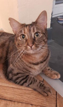 NINES, Katze, Europäisch Kurzhaar in Bulgarien - Bild 8