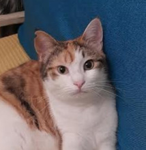 RACHEL, Katze, Europäisch Kurzhaar in Bulgarien - Bild 1