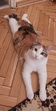RACHEL, Katze, Europäisch Kurzhaar in Bulgarien - Bild 3