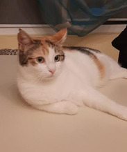 RACHEL, Katze, Europäisch Kurzhaar in Bulgarien - Bild 4