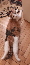 RACHEL, Katze, Europäisch Kurzhaar in Bulgarien - Bild 5