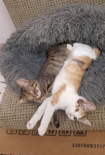RACHEL, Katze, Europäisch Kurzhaar in Bulgarien - Bild 6