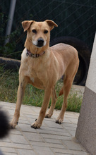 ROSI, Hund, Mischlingshund in Ungarn - Bild 2