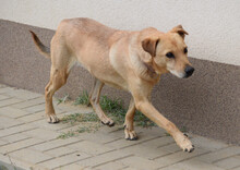 ROSI, Hund, Mischlingshund in Ungarn - Bild 3
