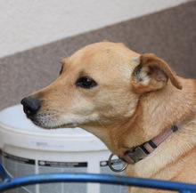 ROSI, Hund, Mischlingshund in Ungarn - Bild 4