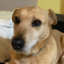 ROSI, Hund, Mischlingshund in Ungarn - Bild 5