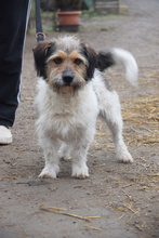 LARRY, Hund, Mischlingshund in Ungarn - Bild 3
