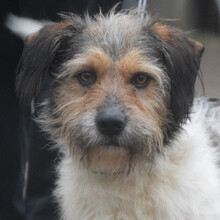 LARRY, Hund, Mischlingshund in Ungarn - Bild 4