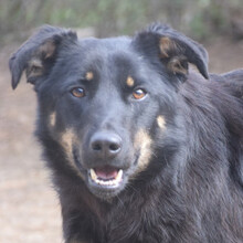 CLYDE, Hund, Mischlingshund in Ungarn - Bild 1