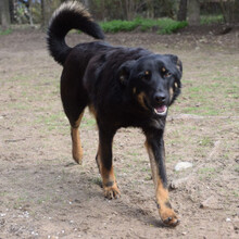 CLYDE, Hund, Mischlingshund in Ungarn - Bild 2
