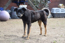 CLYDE, Hund, Mischlingshund in Ungarn - Bild 3