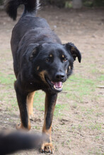 CLYDE, Hund, Mischlingshund in Ungarn - Bild 4