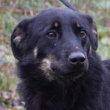 CLYDE, Hund, Mischlingshund in Ungarn - Bild 5
