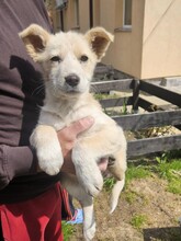 CRISTINICA, Hund, Mischlingshund in Rumänien - Bild 1
