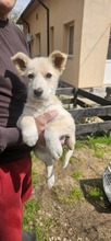 CRISTINICA, Hund, Mischlingshund in Rumänien - Bild 2