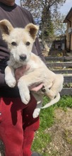 CRISTINICA, Hund, Mischlingshund in Rumänien - Bild 3