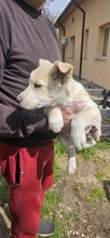 CRISTINICA, Hund, Mischlingshund in Rumänien - Bild 4