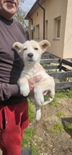 CRISTINICA, Hund, Mischlingshund in Rumänien - Bild 5