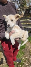 CRISTINICA, Hund, Mischlingshund in Rumänien - Bild 6