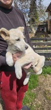 CRISTINICA, Hund, Mischlingshund in Rumänien - Bild 7