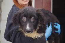 TRUDE, Hund, Mischlingshund in Rumänien - Bild 1