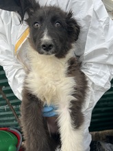 TRUDE, Hund, Mischlingshund in Rumänien - Bild 3