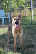 MANDY, Hund, Mischlingshund in Ungarn - Bild 2