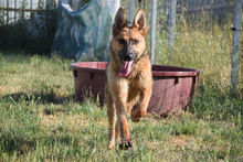 MANDY, Hund, Mischlingshund in Ungarn - Bild 3