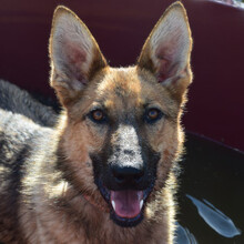 MANDY, Hund, Mischlingshund in Ungarn - Bild 6