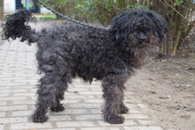BENDEG, Hund, Mischlingshund in Ungarn - Bild 2