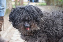 BENDEG, Hund, Mischlingshund in Ungarn - Bild 3