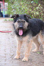 SALSA, Hund, Mischlingshund in Ungarn - Bild 1