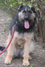 SALSA, Hund, Mischlingshund in Ungarn - Bild 2