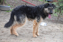SALSA, Hund, Mischlingshund in Ungarn - Bild 3