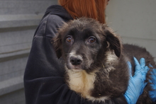 SPROTTE, Hund, Mischlingshund in Rumänien - Bild 1