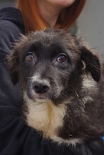 SPROTTE, Hund, Mischlingshund in Rumänien - Bild 2