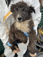 SPROTTE, Hund, Mischlingshund in Rumänien - Bild 3