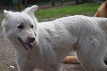 CARUSO, Hund, Mischlingshund in Ungarn - Bild 1