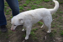 CARUSO, Hund, Mischlingshund in Ungarn - Bild 2