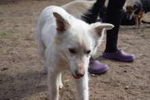 CARUSO, Hund, Mischlingshund in Ungarn - Bild 3